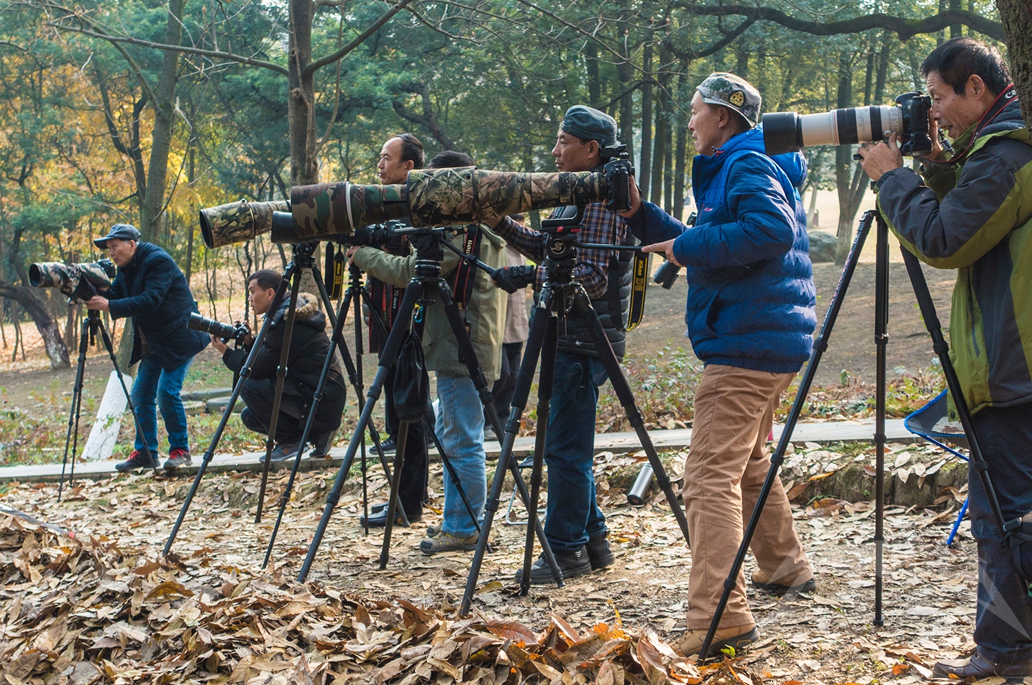 成都摄影发烧友扎堆公园"打鸟" 拍张照片守候数小时