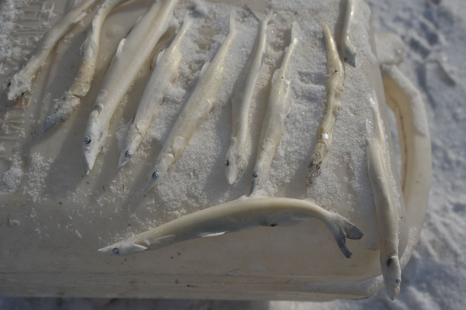 中国的东极有多冷出水鱼瞬间成冰棍