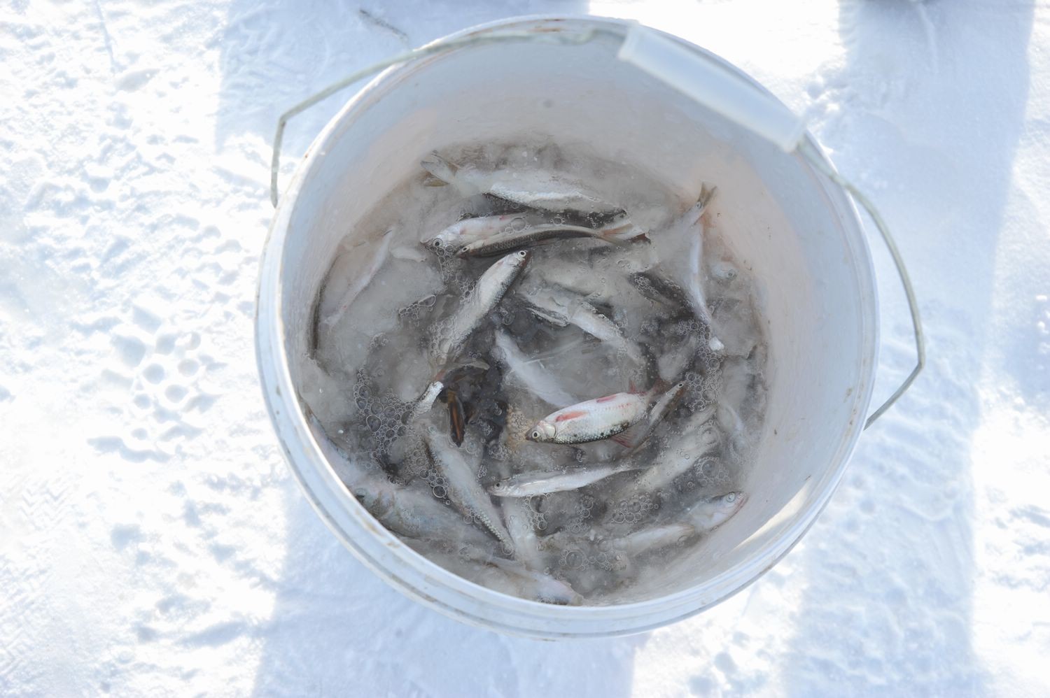 中国的东极有多冷出水鱼瞬间成冰棍