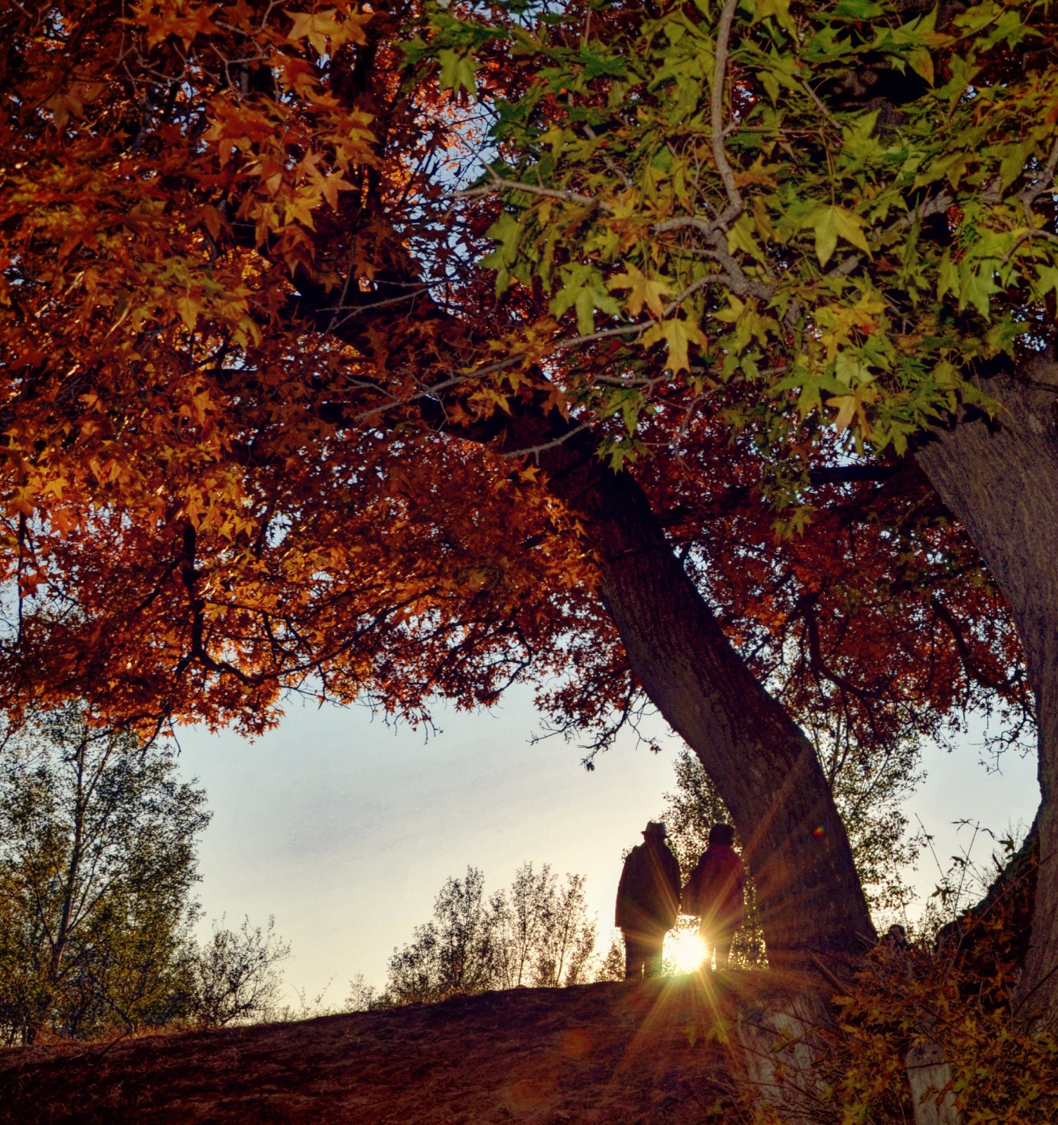 青山依旧在几度夕阳红百年枫树下老两口在夕阳的光中那么温馨