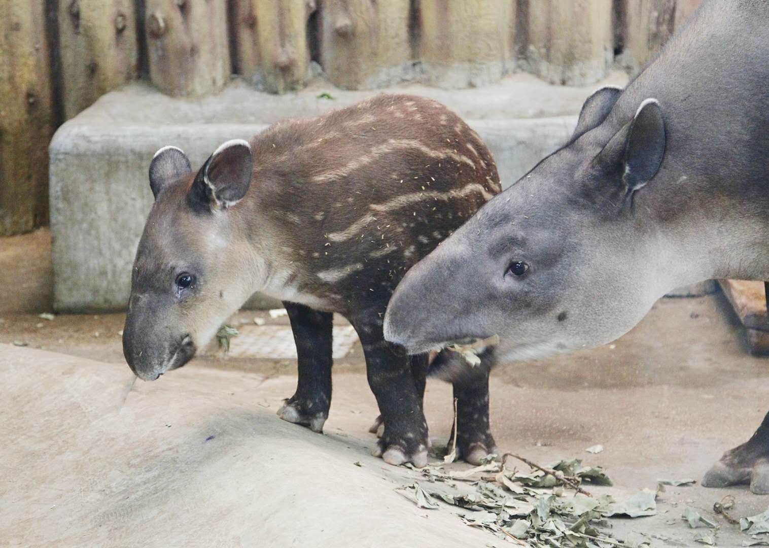 郑州市动物园中美貘首次繁殖成功并启动有奖征名