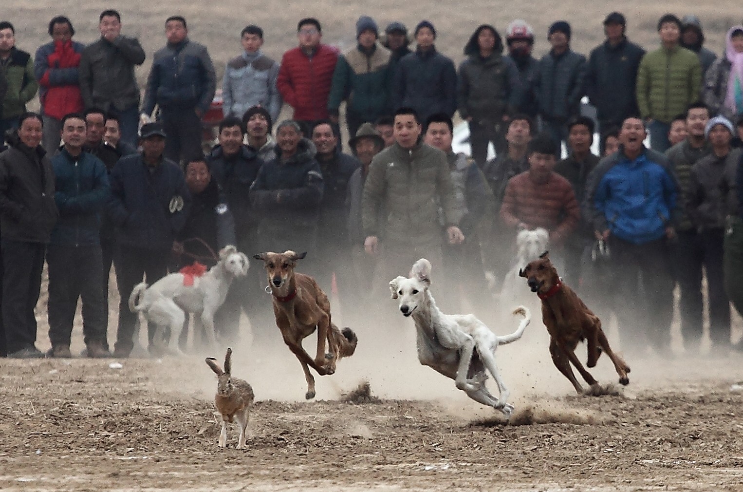 关中民俗: “细狗撵兔”生死极速