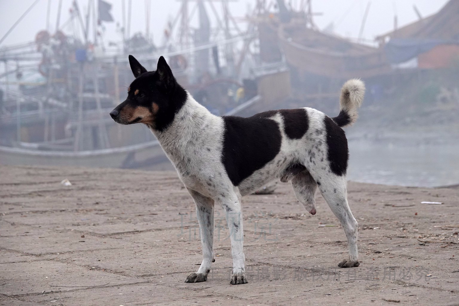 孟加拉海边狗坚强三条半腿行动敏捷似王者与贼鸥抢食物