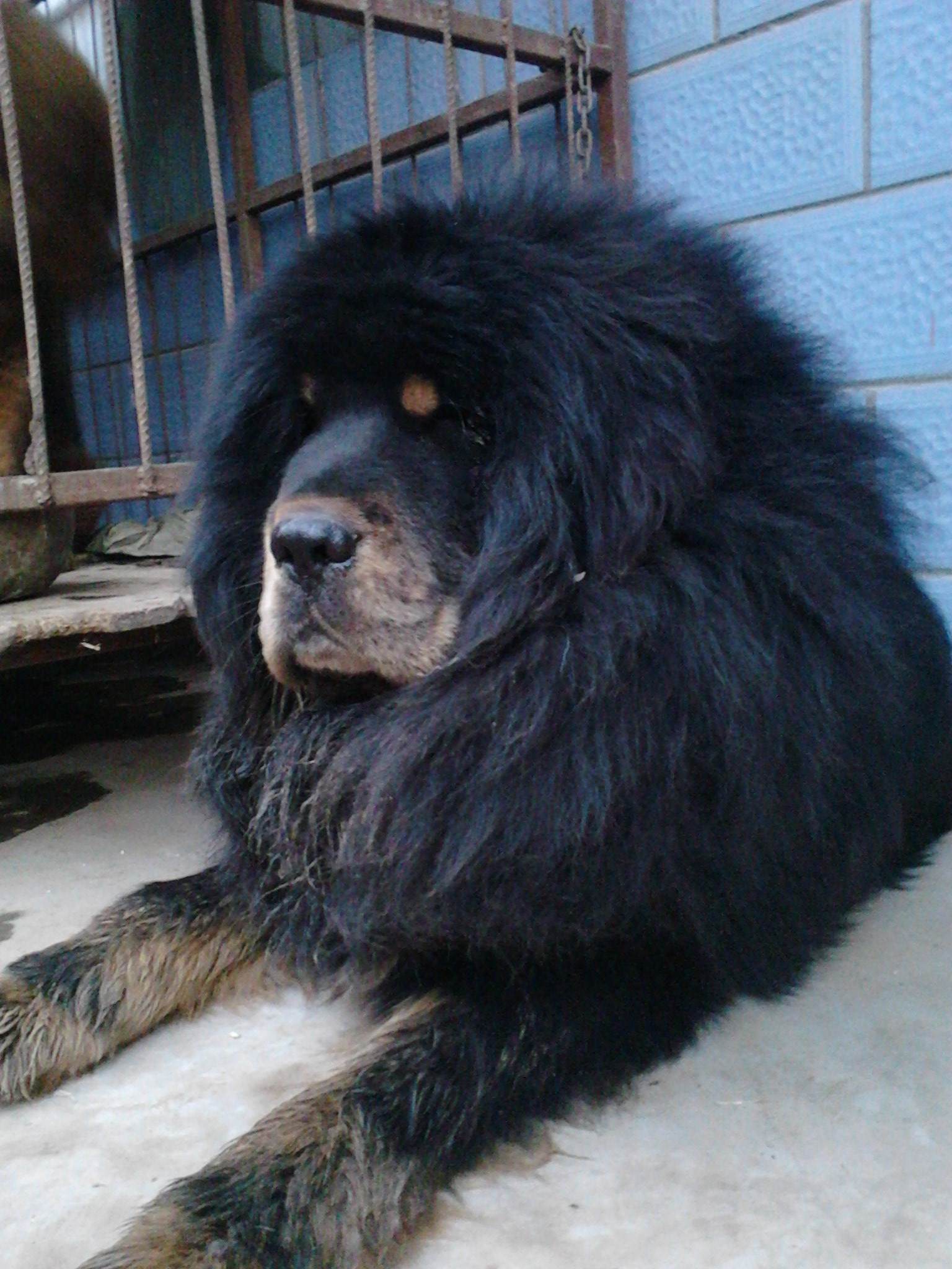 哈士奇和藏獒关在一个笼子里,二哈是真害怕了,脑袋都被卡住了!