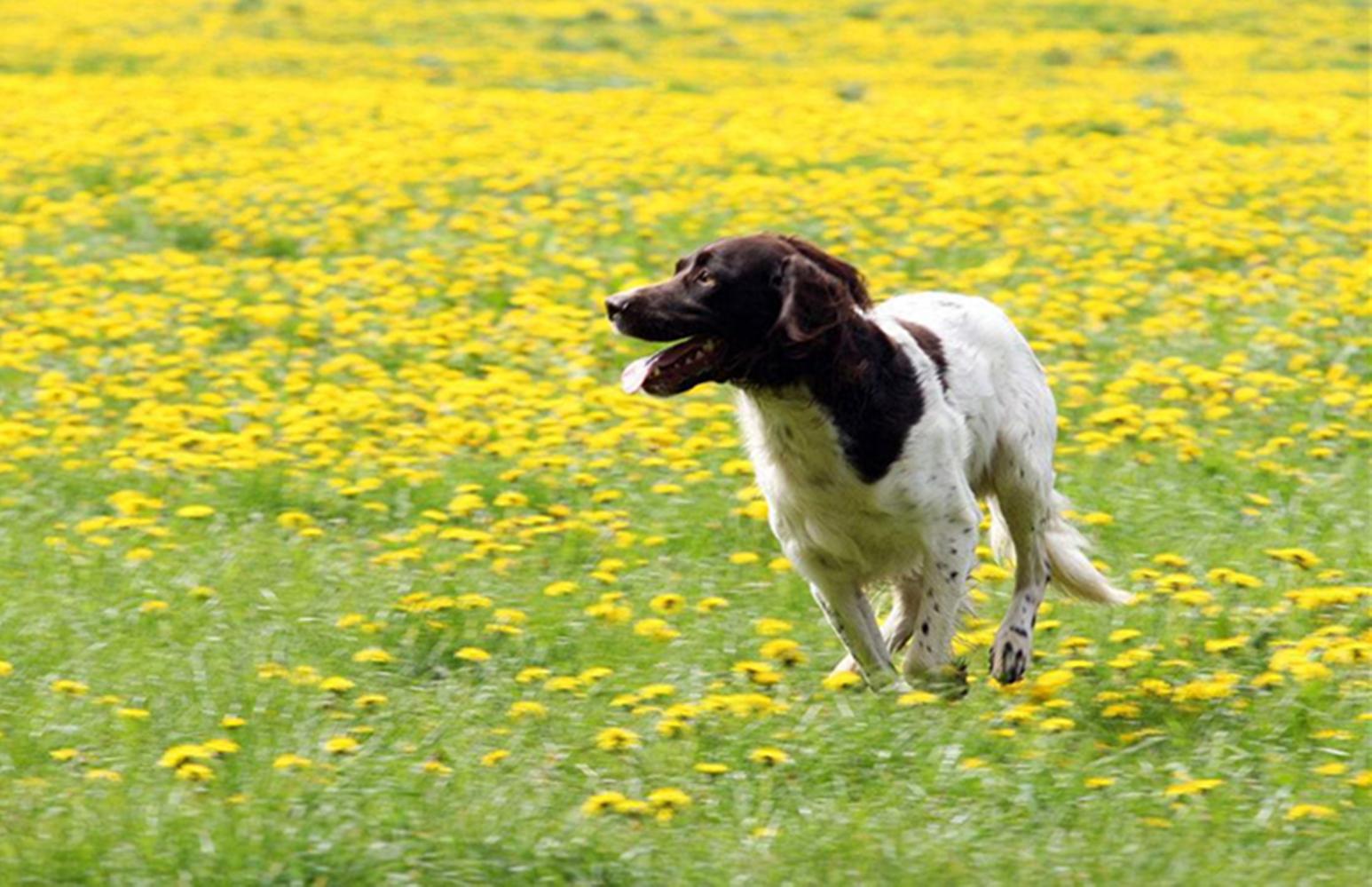 沾了一身带刺的苍耳,摘都摘不下来,然后用剪刀把狗毛剪的坑坑洼洼,说