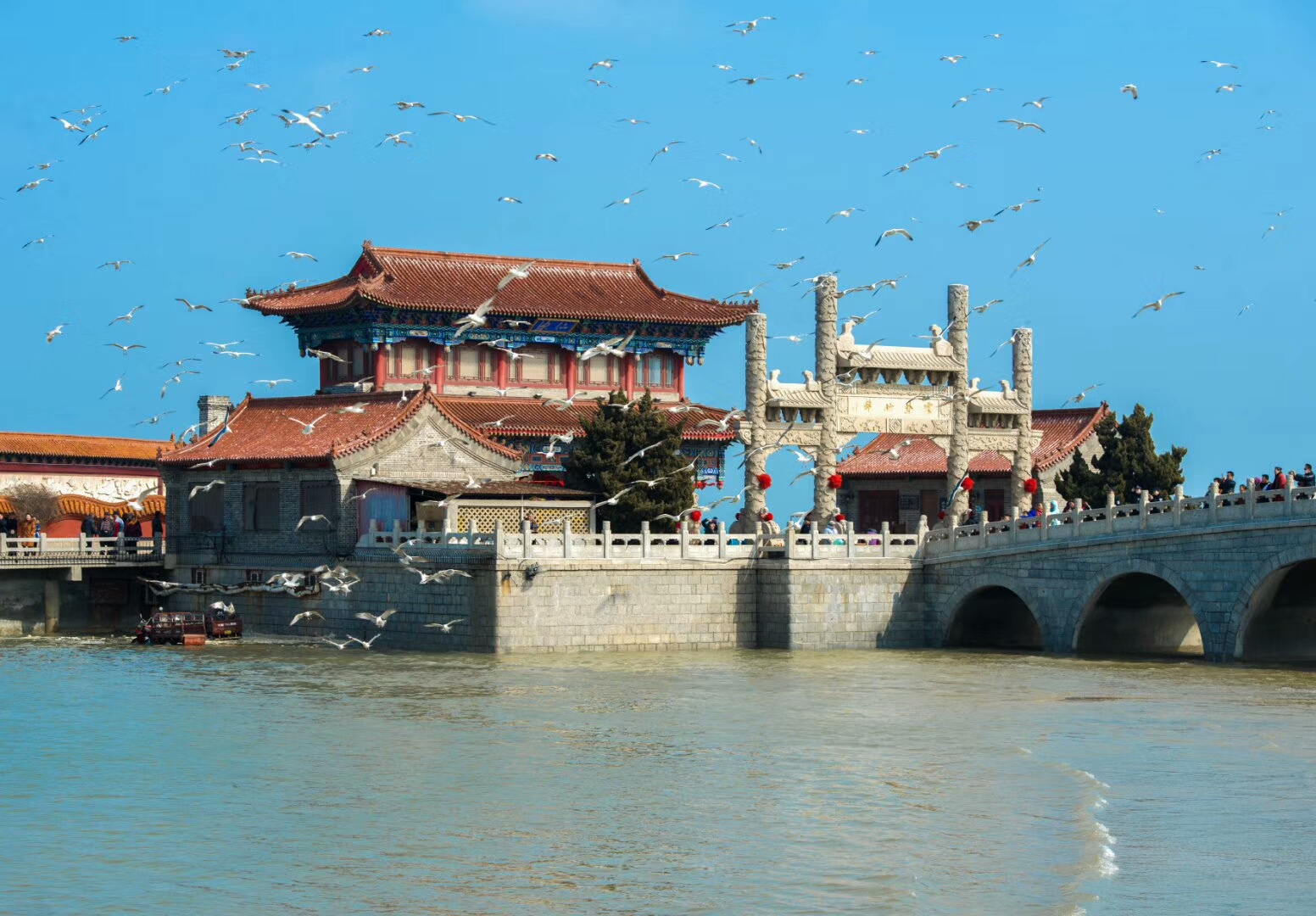 蓬莱阁八仙入海处与海鸥有个亲密约会