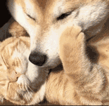 当橘猫和柴犬这两位表情包界的大咖组成cp画面简直太甜