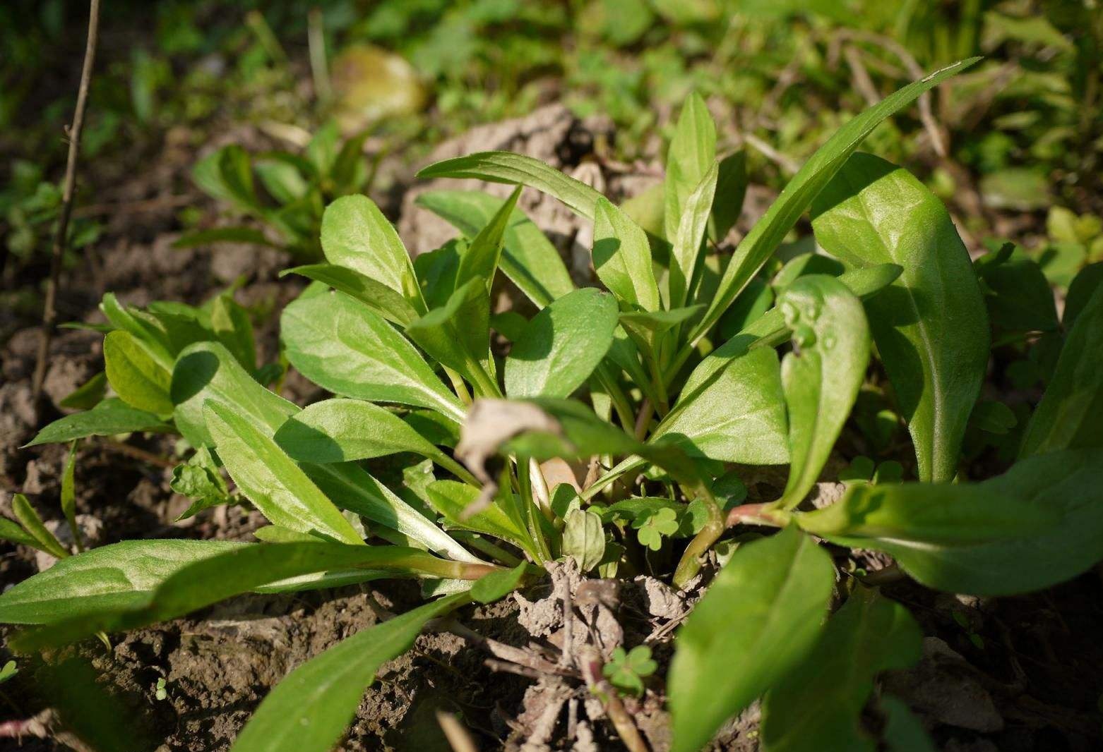 又到吃野菜季节这4种野菜是易过敏菜尤其最后一种要注意