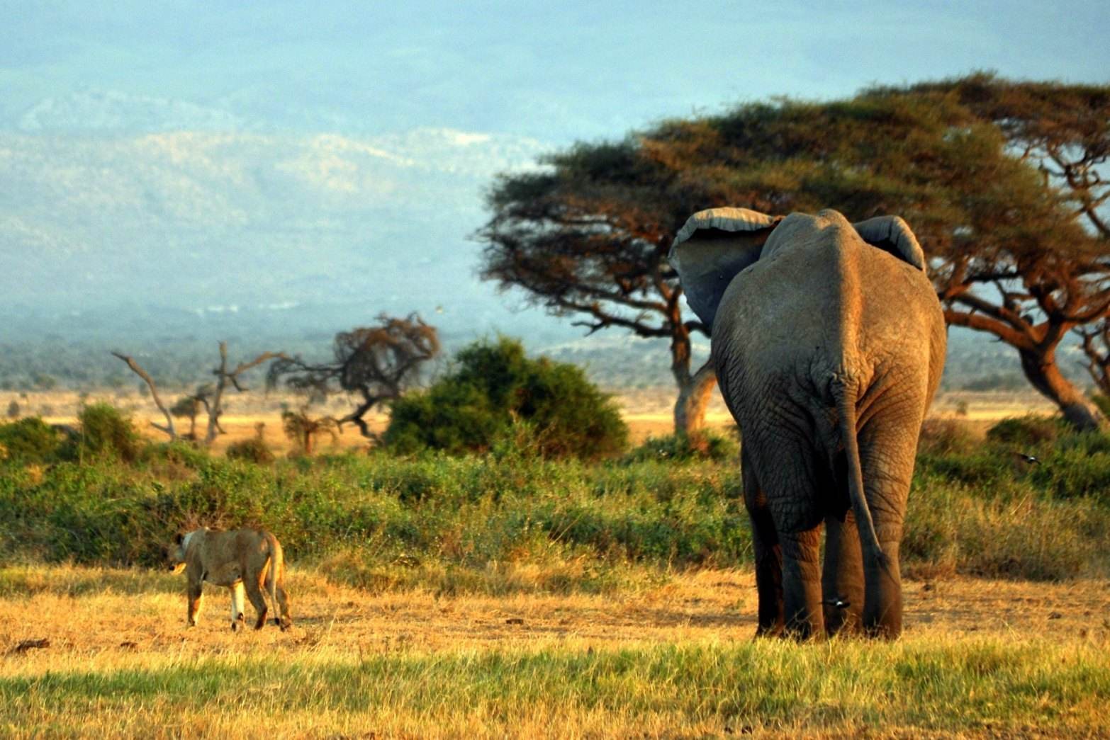 非洲内罗毕国家公园,世界上距离首都最近的国家公园