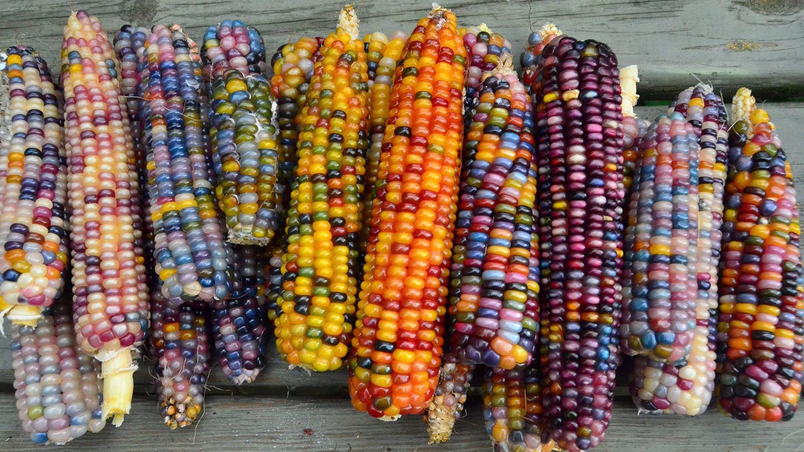 老农民种出彩色玉米,一棒有数10种颜色,真的可以吃吗?