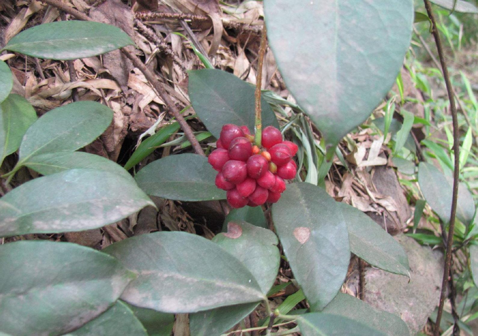 农村一种红色小野果民间称之为五脏果是养五脏的良药