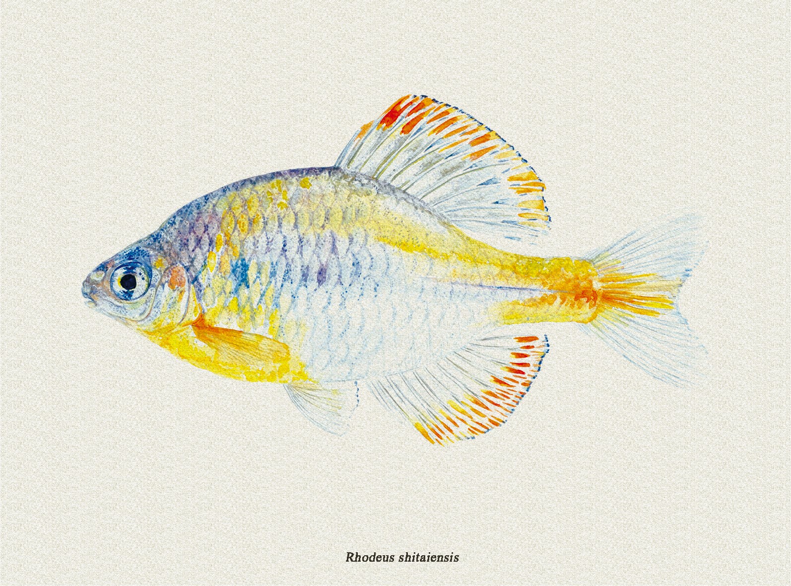 《中国原生鱼水彩专辑》即将面世与读者见面