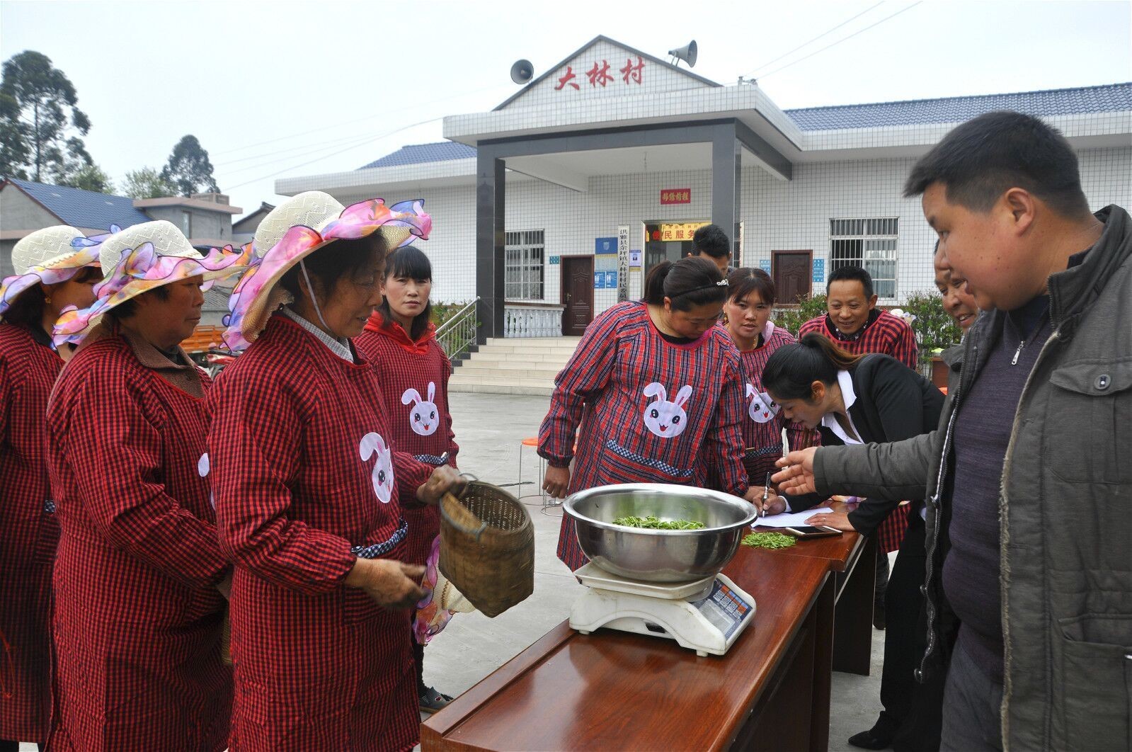 洪雅:茶园摆擂台 村嫂赛采茶|茶园|余坪镇|洪雅县_新浪网