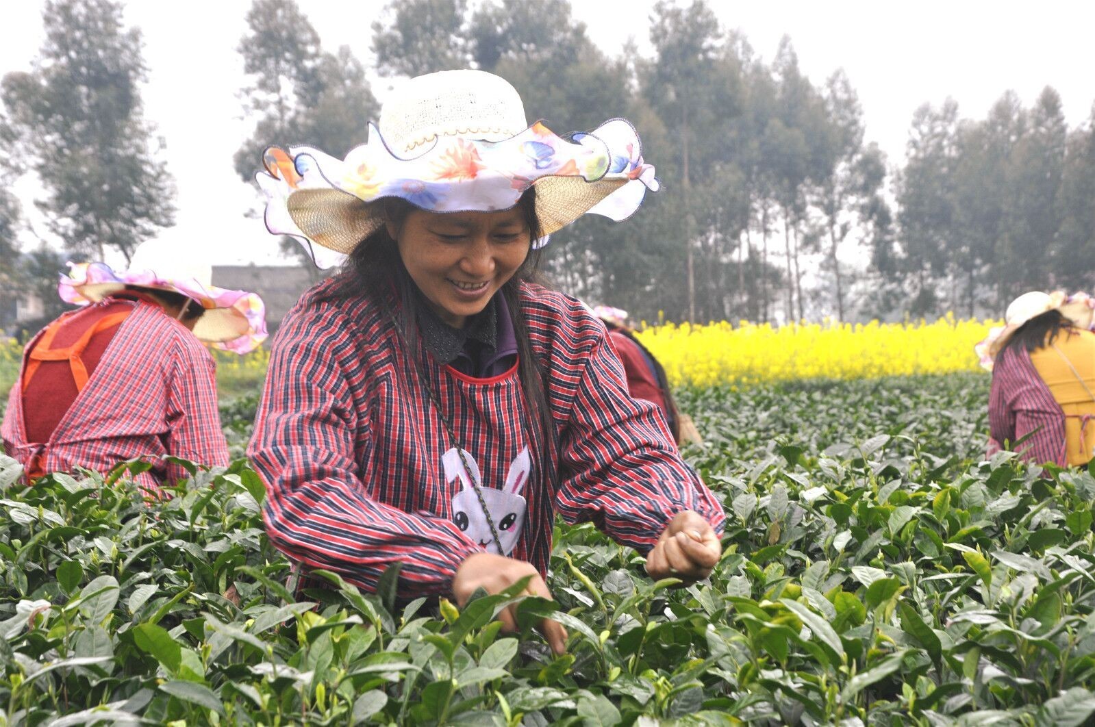 洪雅:茶园摆擂台 村嫂赛采茶|茶园|余坪镇|洪雅县_新浪网