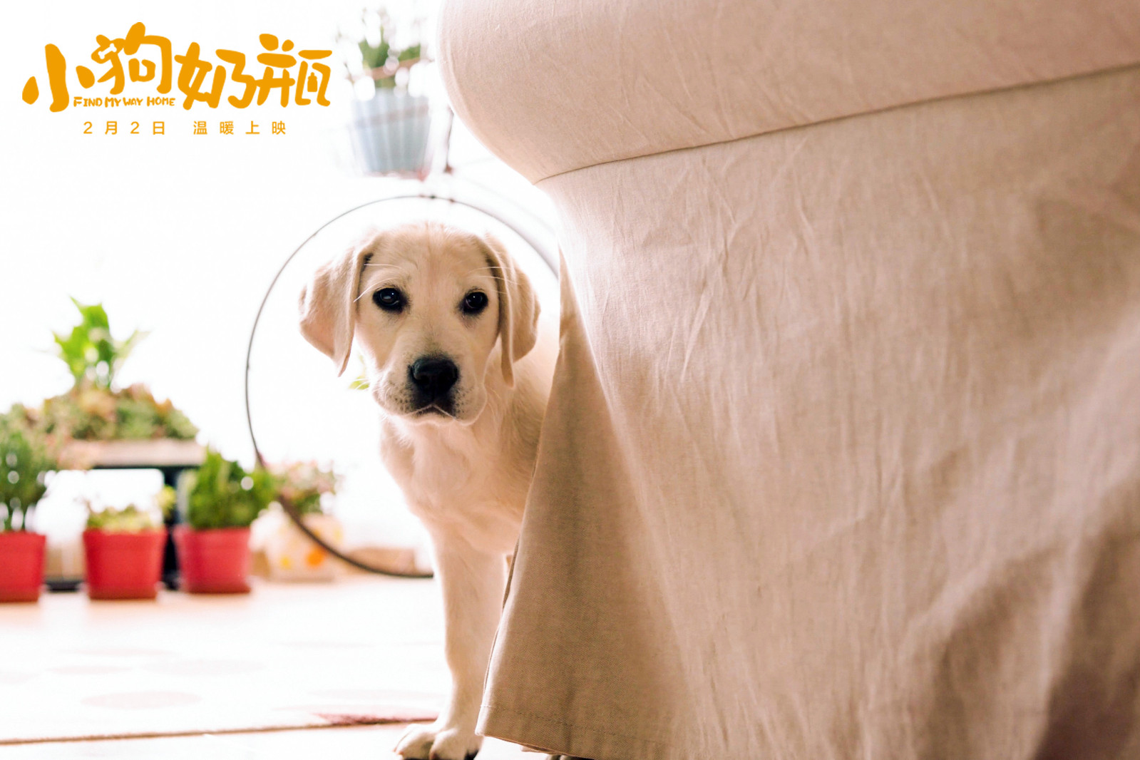 狗年最旺亲子合家欢 《小狗奶瓶》暖心上映聚焦爱与陪伴