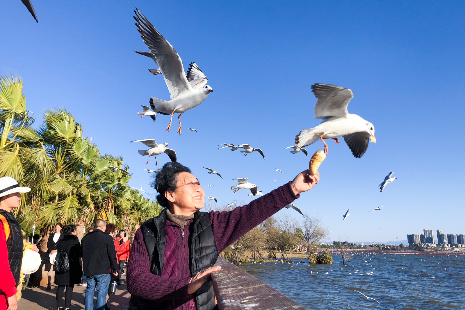 春节游客偏爱滇池边喂海鸥又现抓海鸥拍照事件