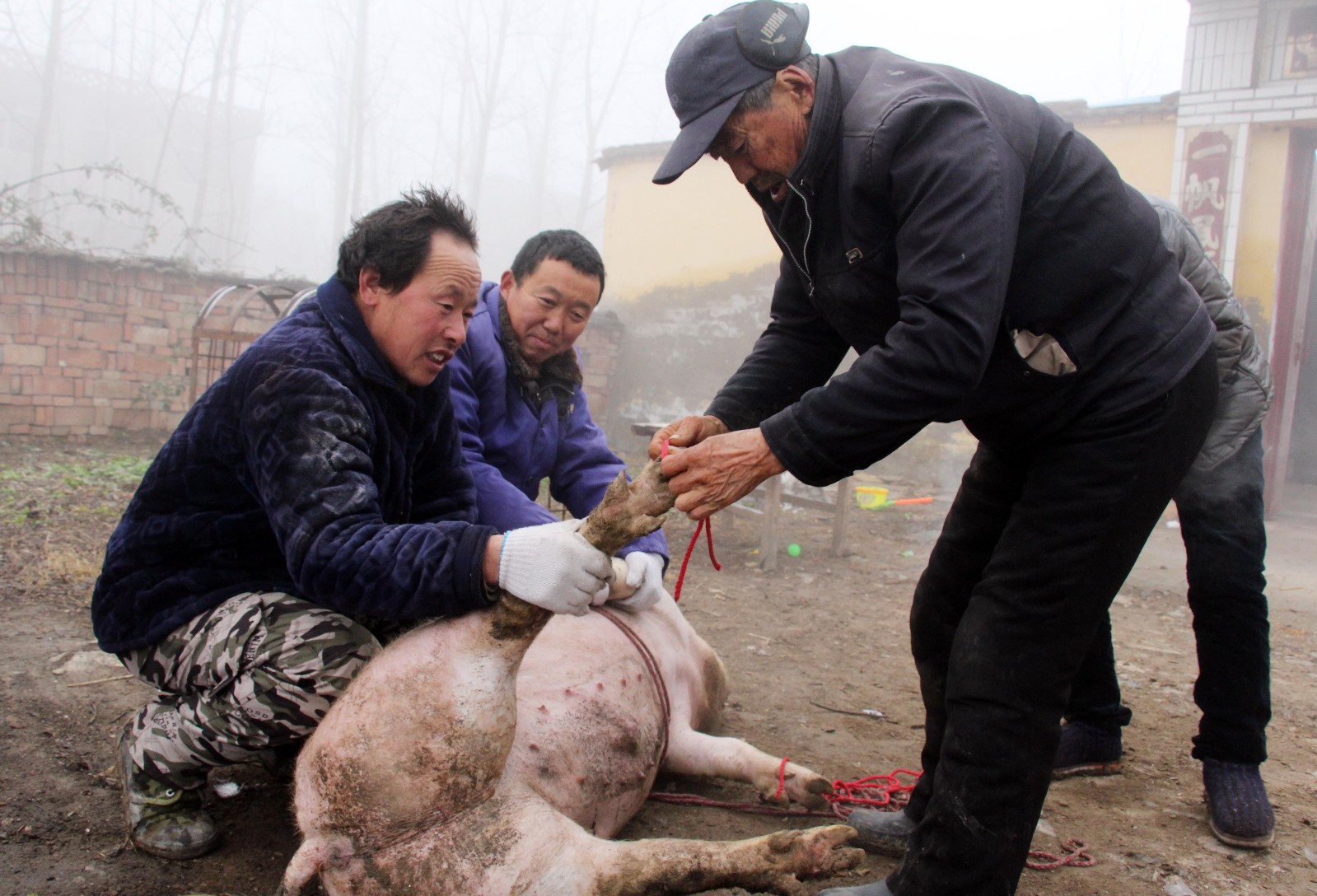 实拍农村过年杀猪过程杀猪匠练就一招捆猪本领