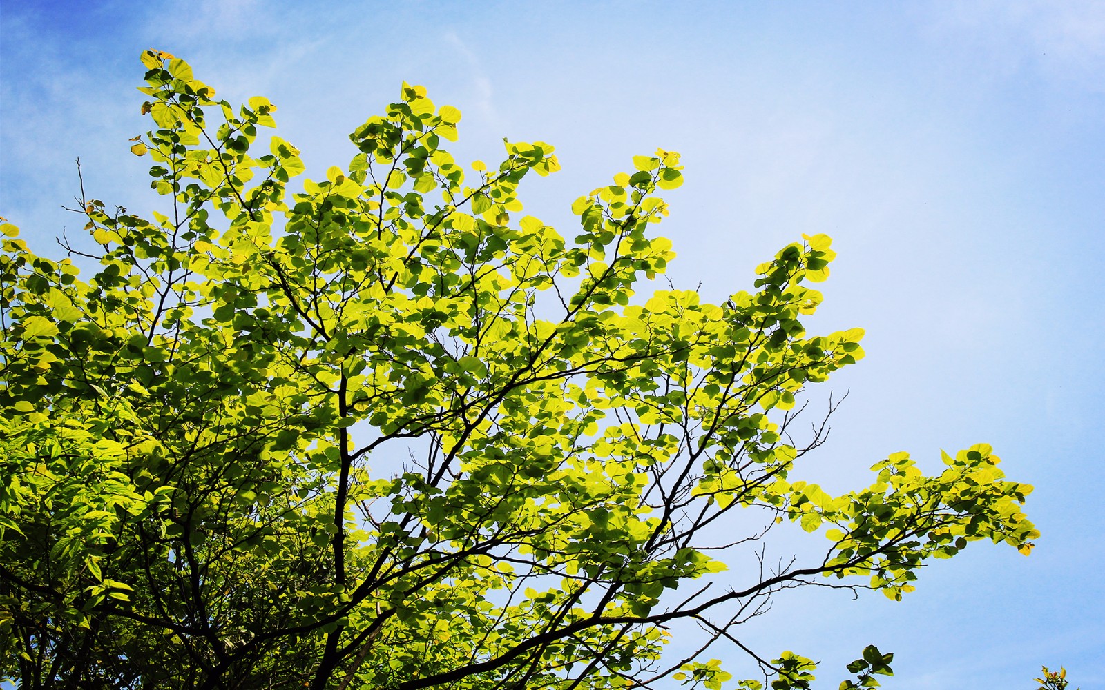 旅行日记:美丽的树叶,在这个寒冬,让我们感受春天的色彩|美丽的|叶子