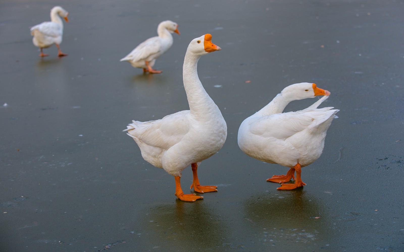 冰冻的湖面上大白鹅秀恩爱
