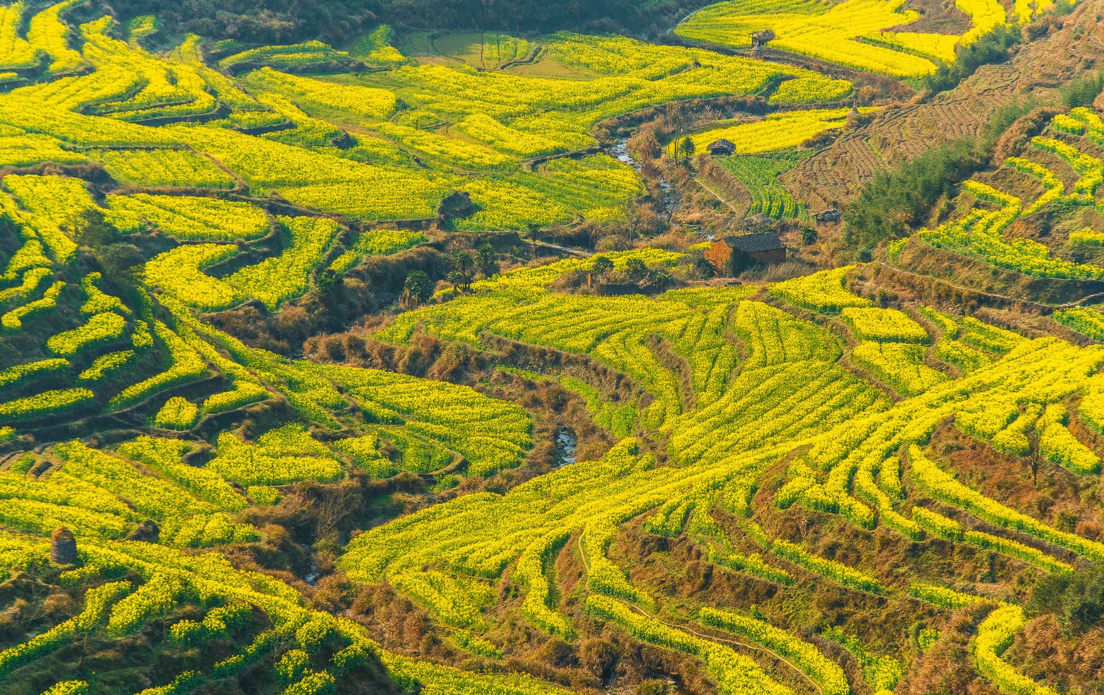 江西婺源篁岭的油菜花开了,赏油菜花正当时
