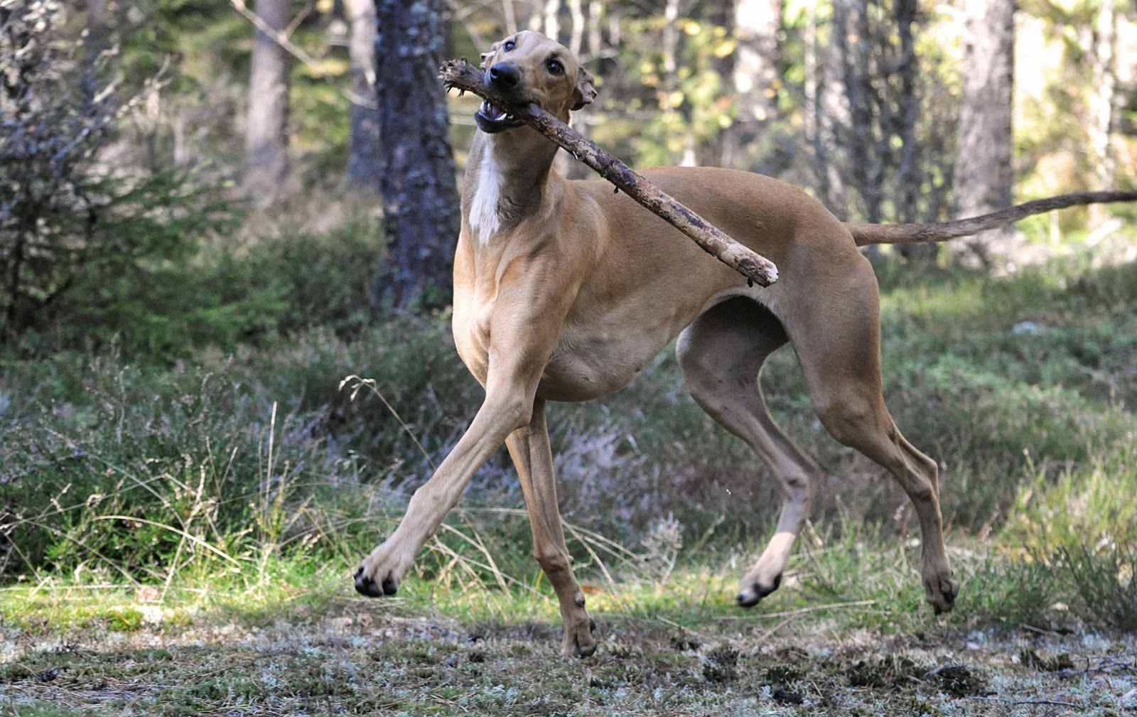 盘点狗中的"战斗机",灾难中每天工作二十小时被活活累死