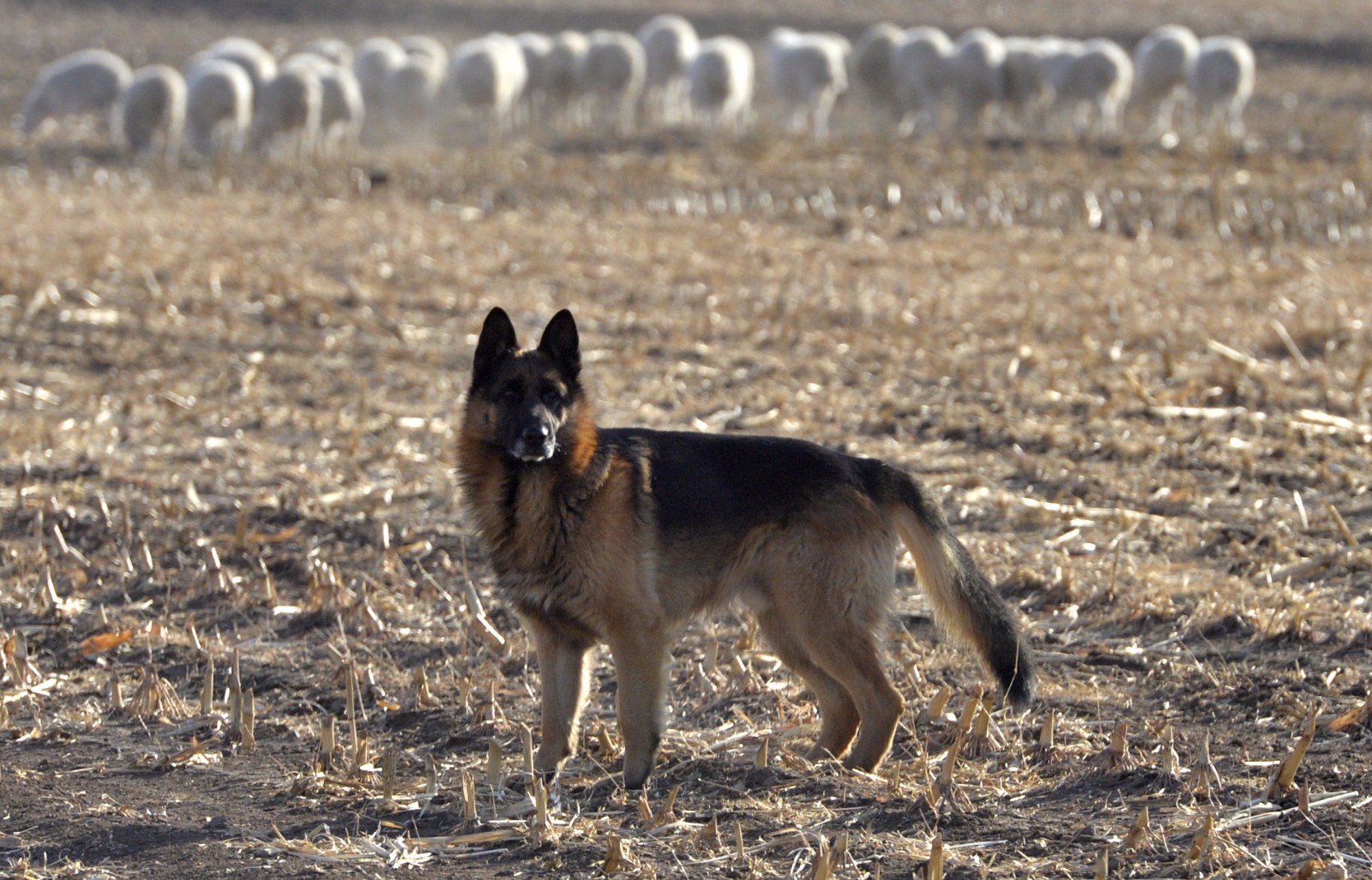 一只牧羊犬的春节:日牧43只羊零失误
