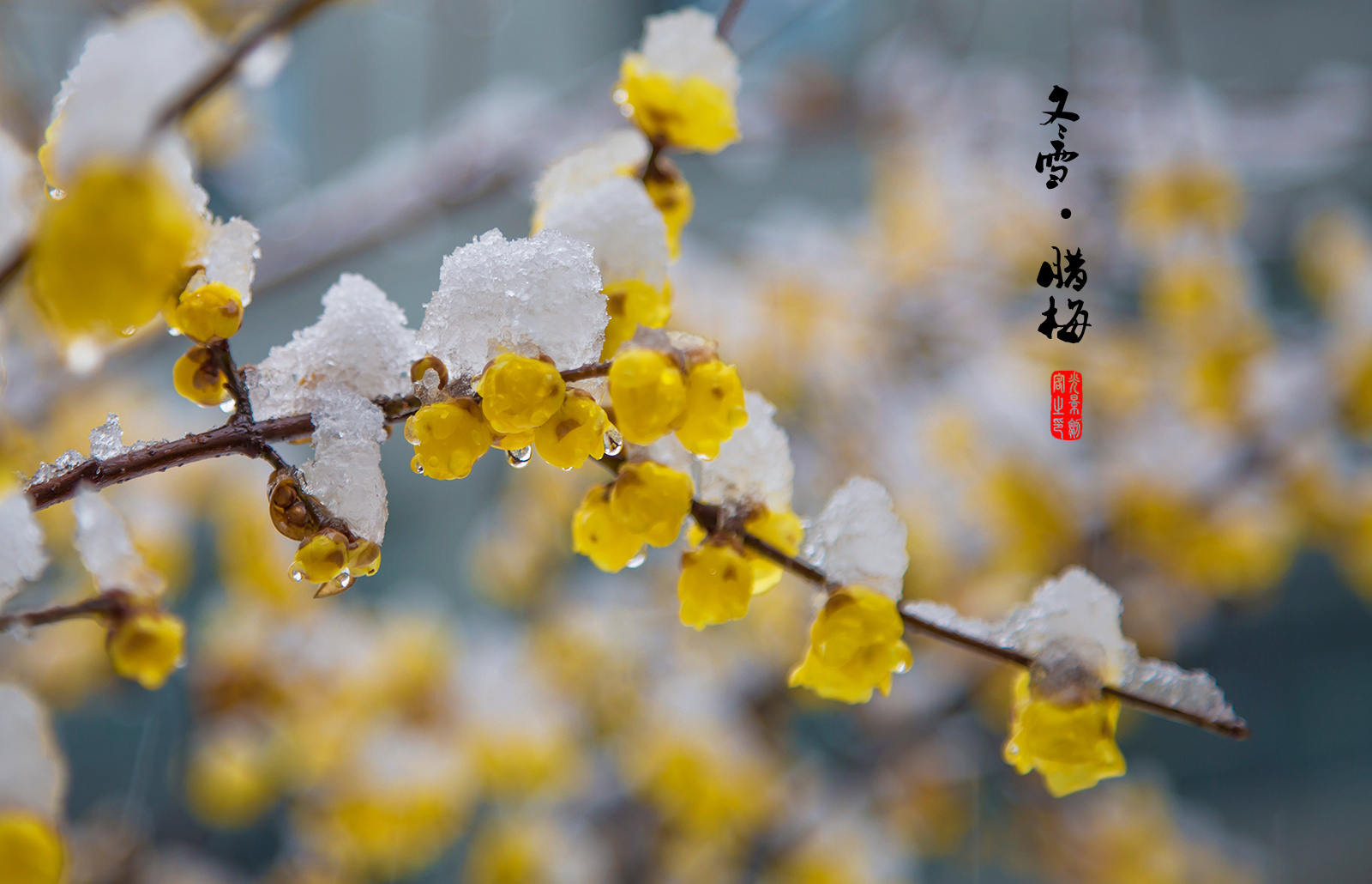 南京-- 2018年的第一场雪 冬雪·腊梅 @江