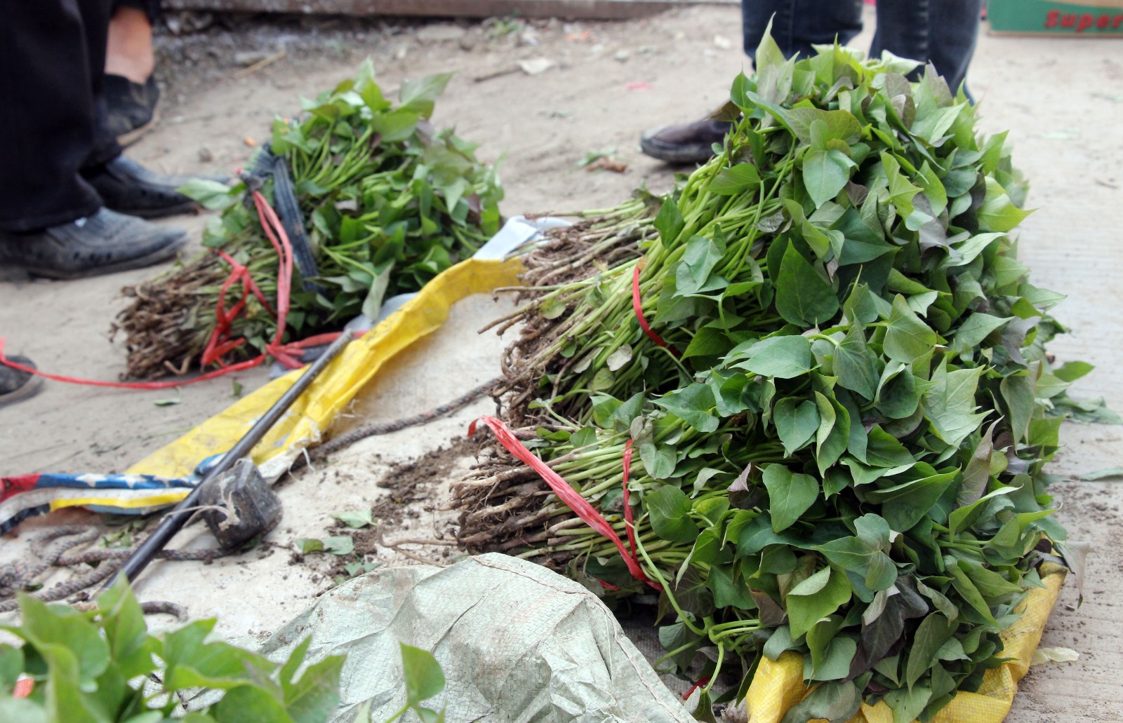 九旬老人蹲街头卖这种秧子,5元一斤,卖不掉就拉城里当菜卖|瓜秧|地瓜