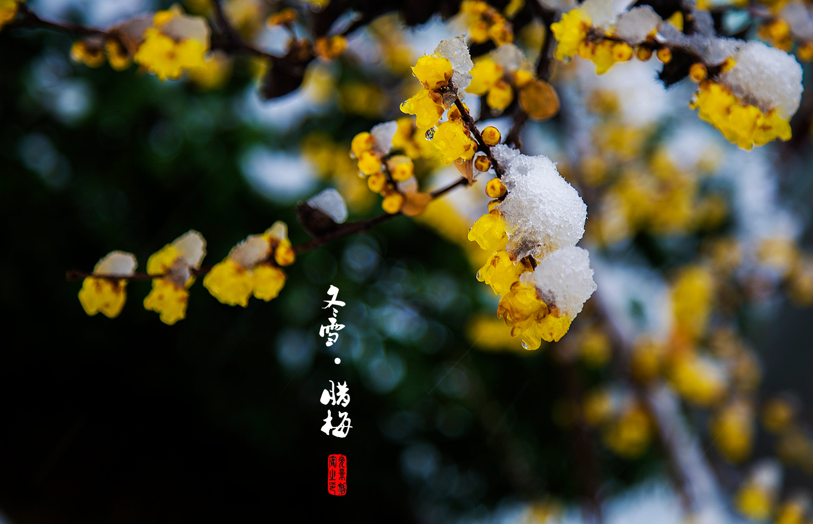 南京-- 2018年的第一场雪 冬雪·腊梅 @江