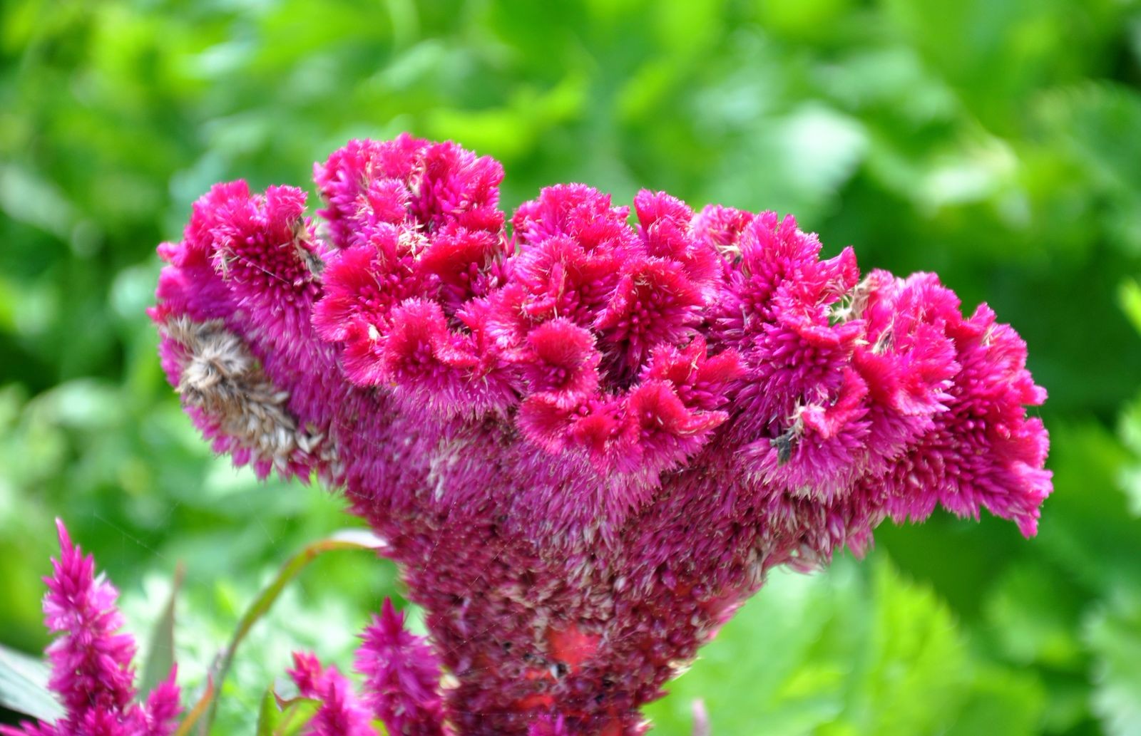 犹似雄鸡欲报晓的鸡冠花,小时候家里特别多却不懂欣赏它