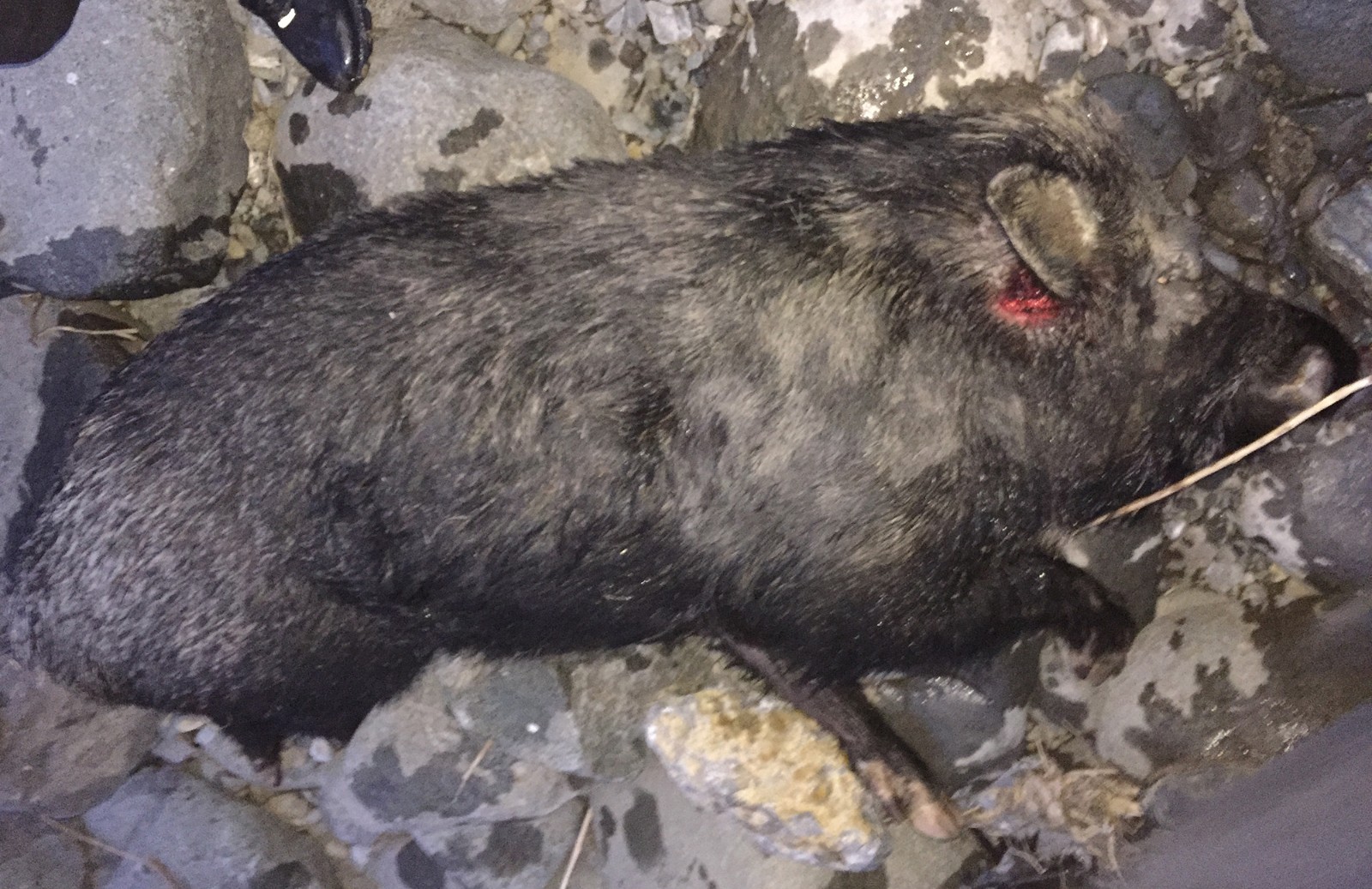 野猪发狂进村咬死村民 警方持枪击毙_新浪看点