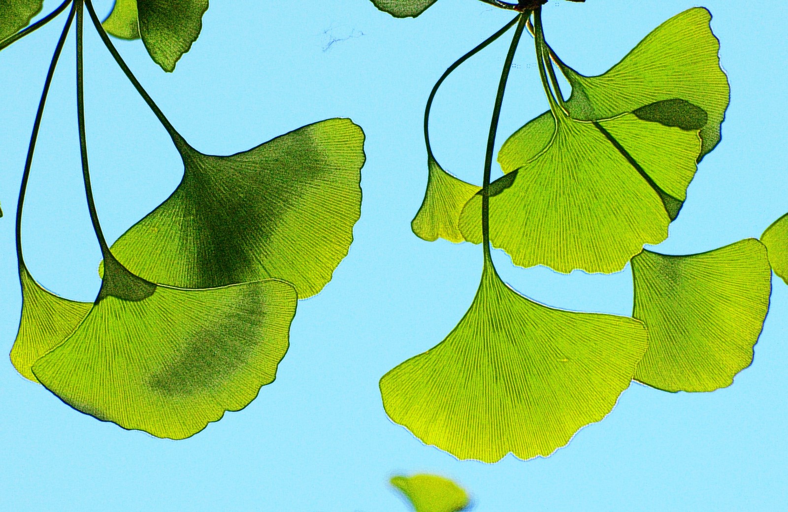 银杏叶为我们带来了安静,安静多好,让我们能认真地欣赏美景
