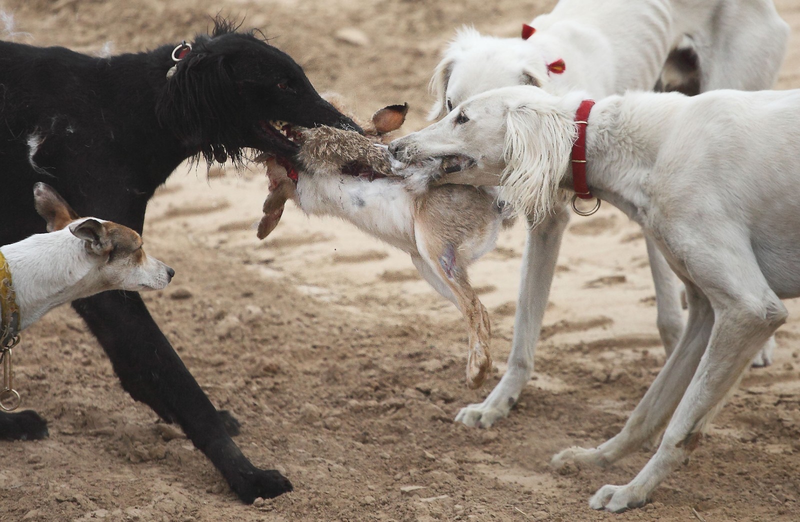 关中民俗: "细狗撵兔"生死极速
