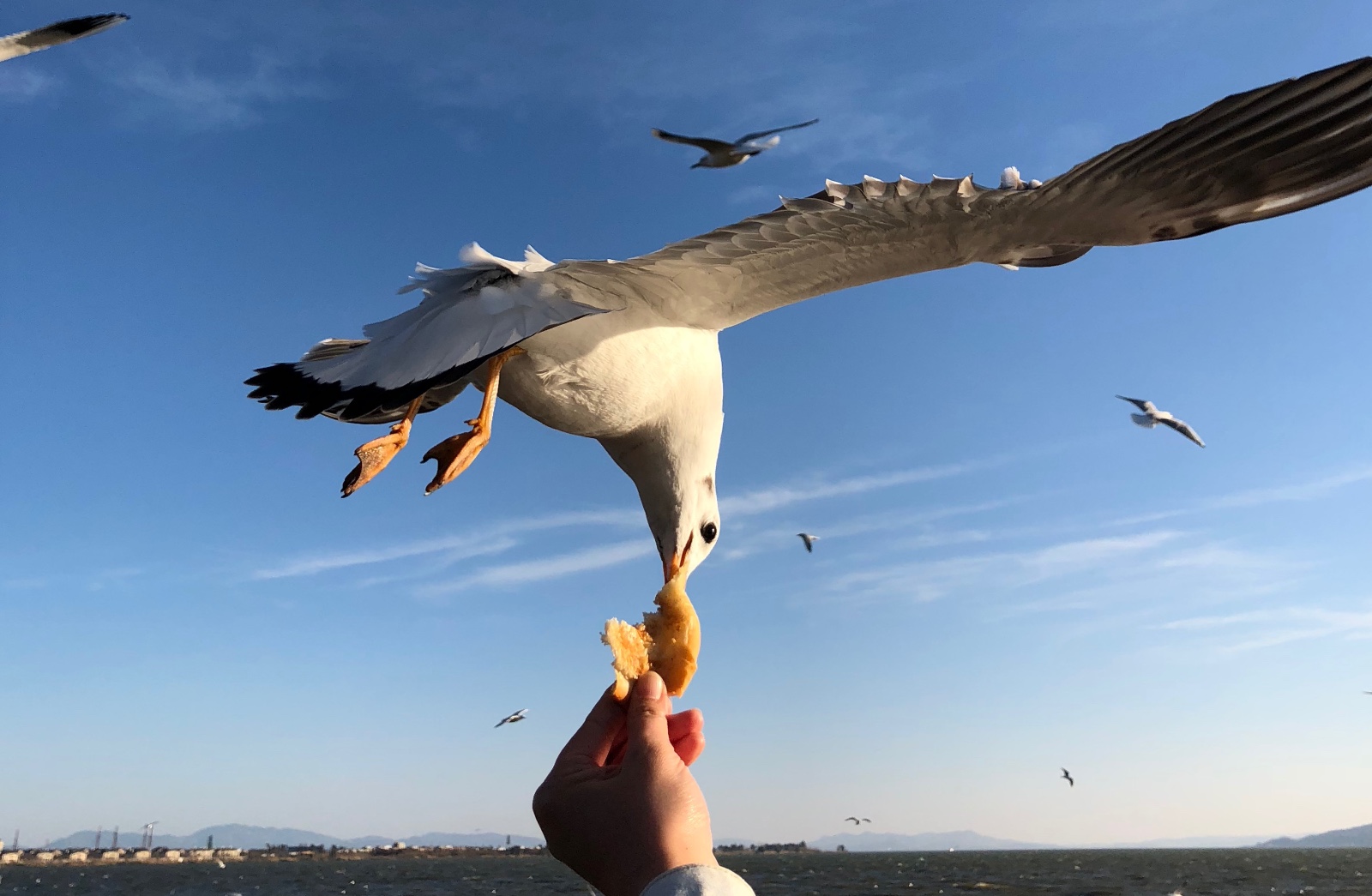 春节游客偏爱滇池边喂海鸥又现抓海鸥拍照事件