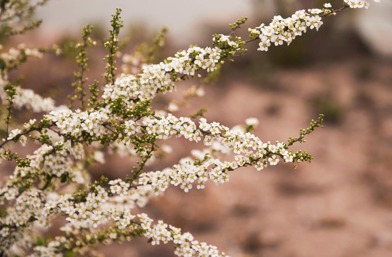 植物百科(二十六)喷雪花