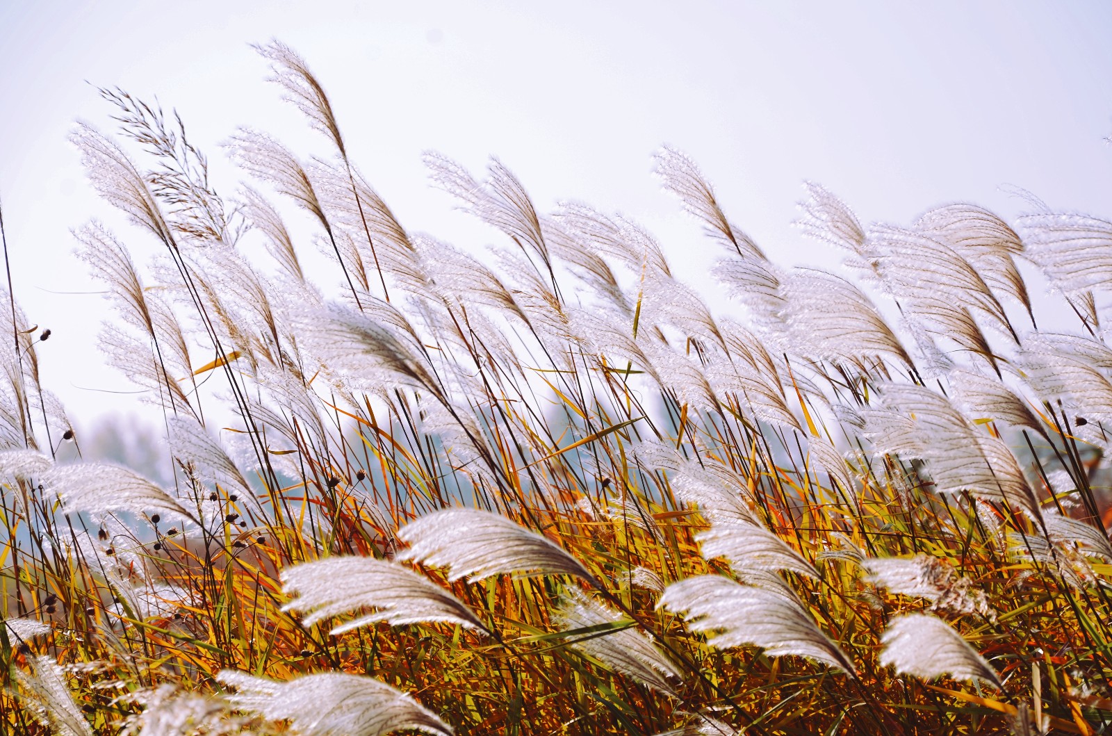 云染染,水漫漫,明月芦花君自看.有一种草美到骨子里,就是芦花