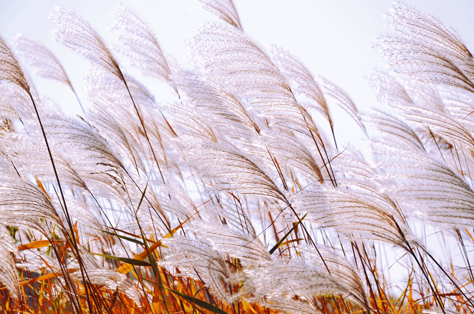 云染染,水漫漫,明月芦花君自看.有一种草美到骨子里,就是芦花