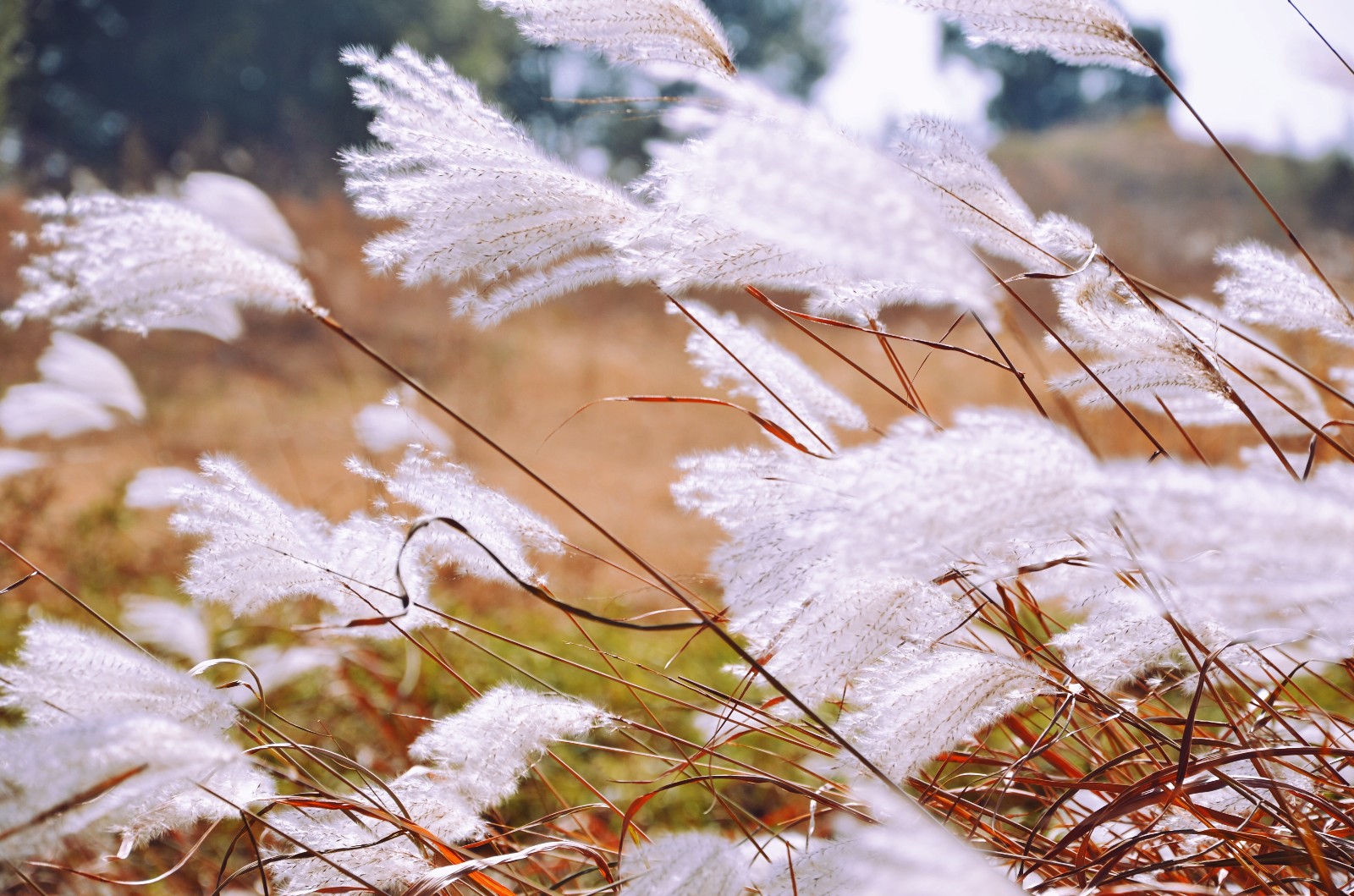 邂逅芦花，秋风起，芦花绽放！那茫茫的一片白，似大雪飞落，如云雾飘逸