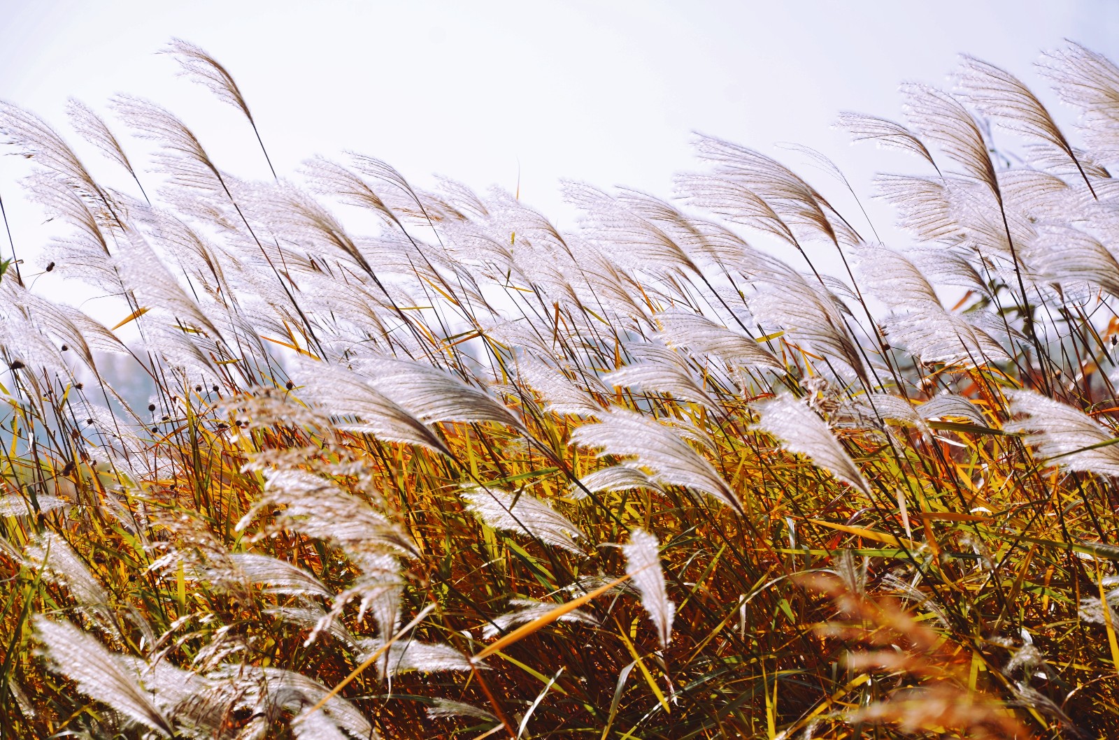 有一种草美到骨子里,就是芦花