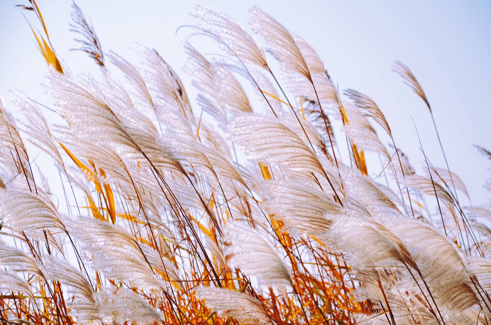 云染染,水漫漫,明月芦花君自看.有一种草美到骨子里,就是芦花