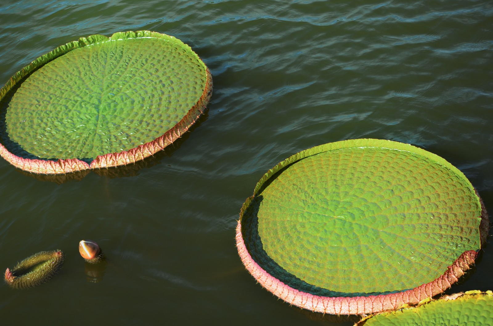 20张图带你领略王莲神奇的大叶子它们是那么霸气那么特别