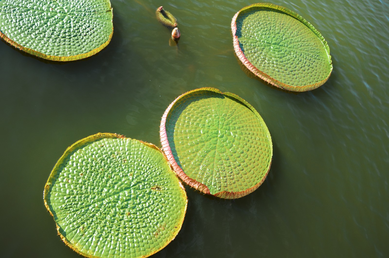 20张图带你领略王莲神奇的大叶子它们是那么霸气那么特别