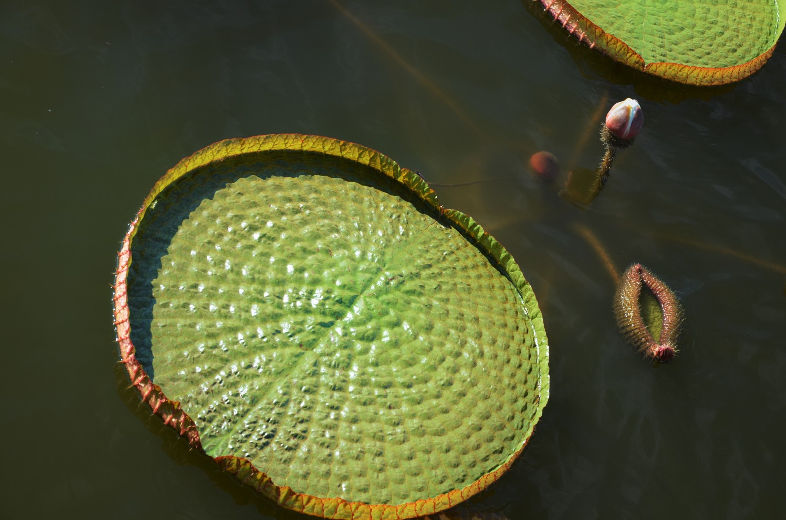 20张图带你领略王莲神奇的大叶子它们是那么霸气那么特别