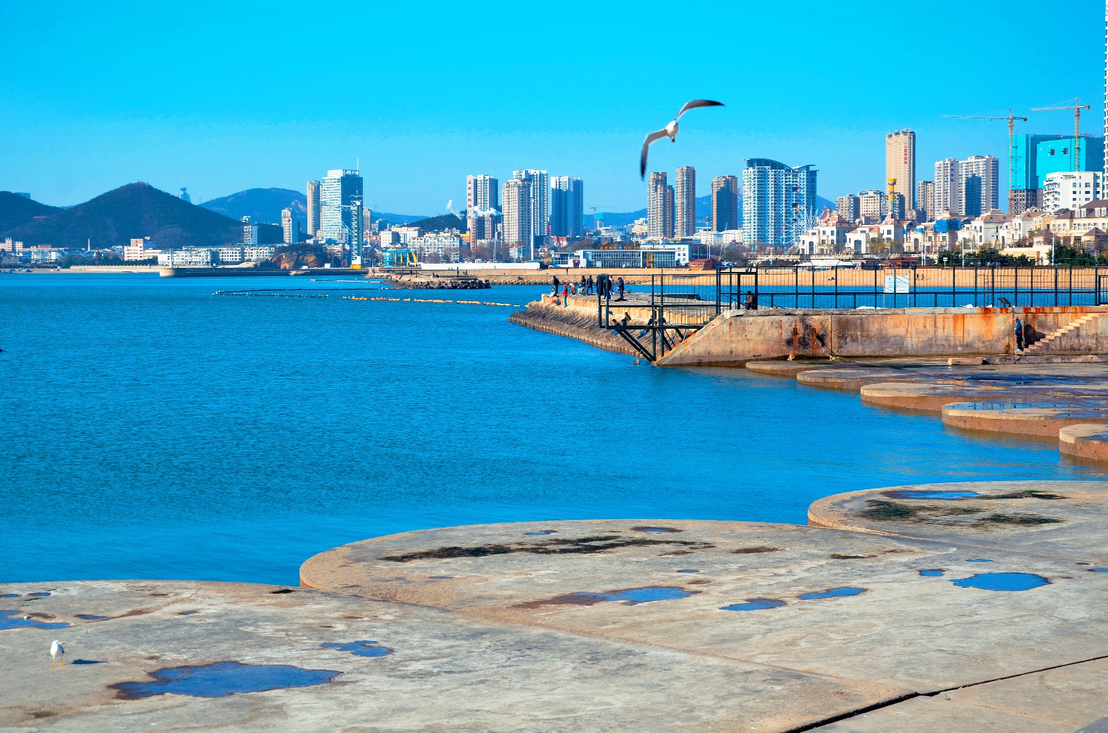 大连星海广场上的海鸥,孤独的垂钓人,还有海上的大桥都那么美