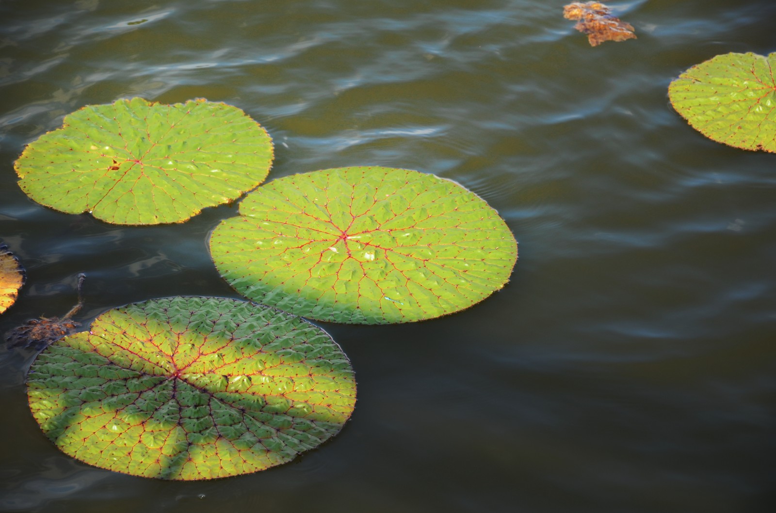 20张图带你领略王莲神奇的大叶子,它们是那么霸气,那么特别