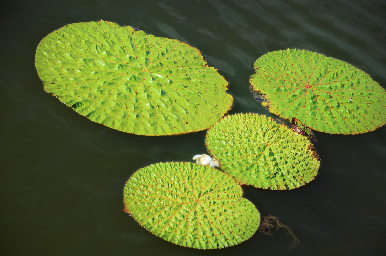 20张图带你领略王莲神奇的大叶子它们是那么霸气那么特别