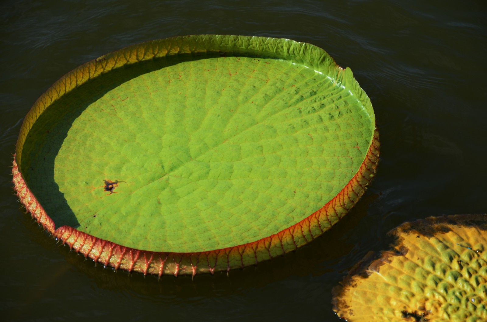 20张图带你领略王莲神奇的大叶子它们是那么霸气那么特别