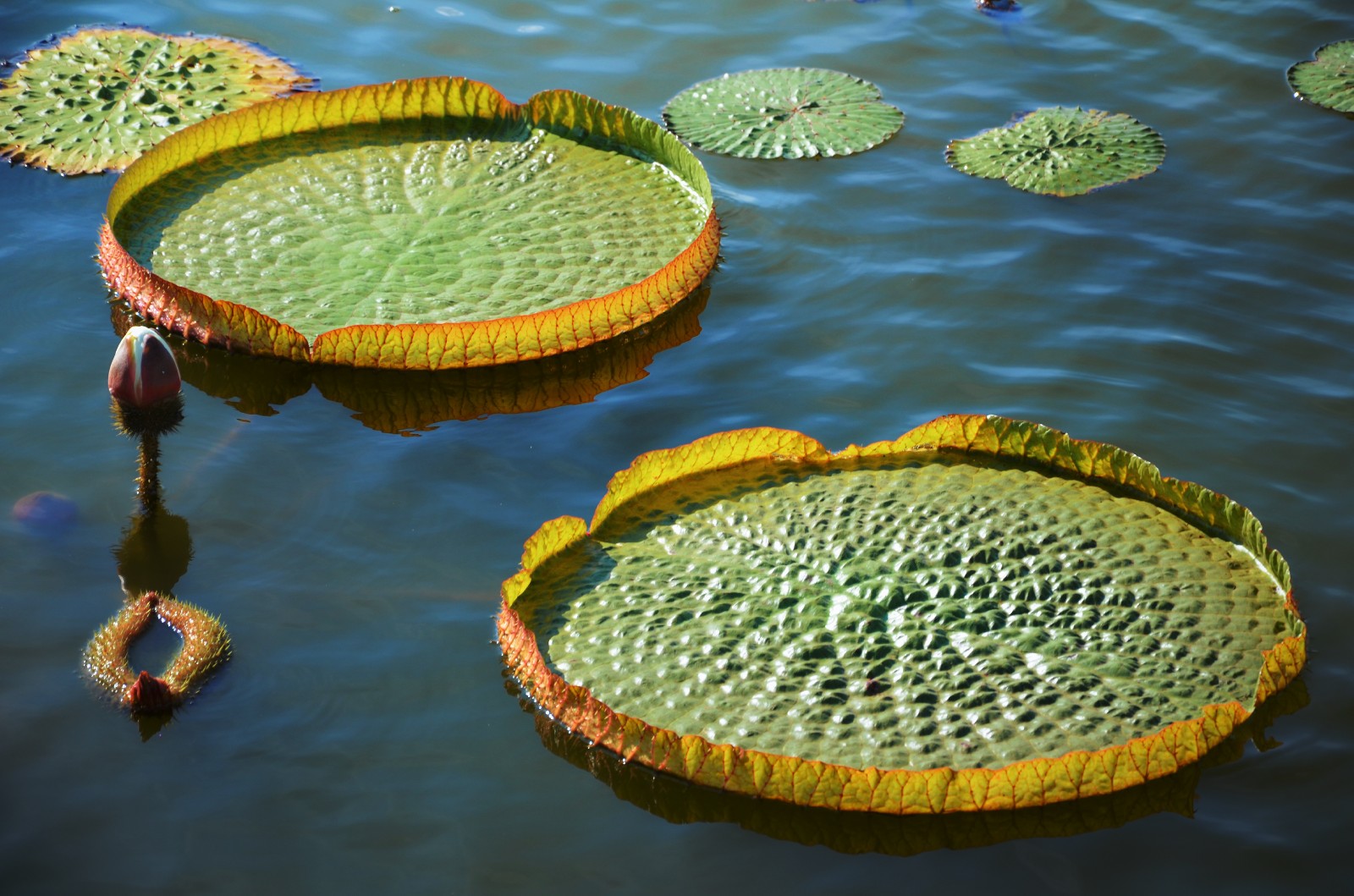 20张图带你领略王莲神奇的大叶子它们是那么霸气那么特别