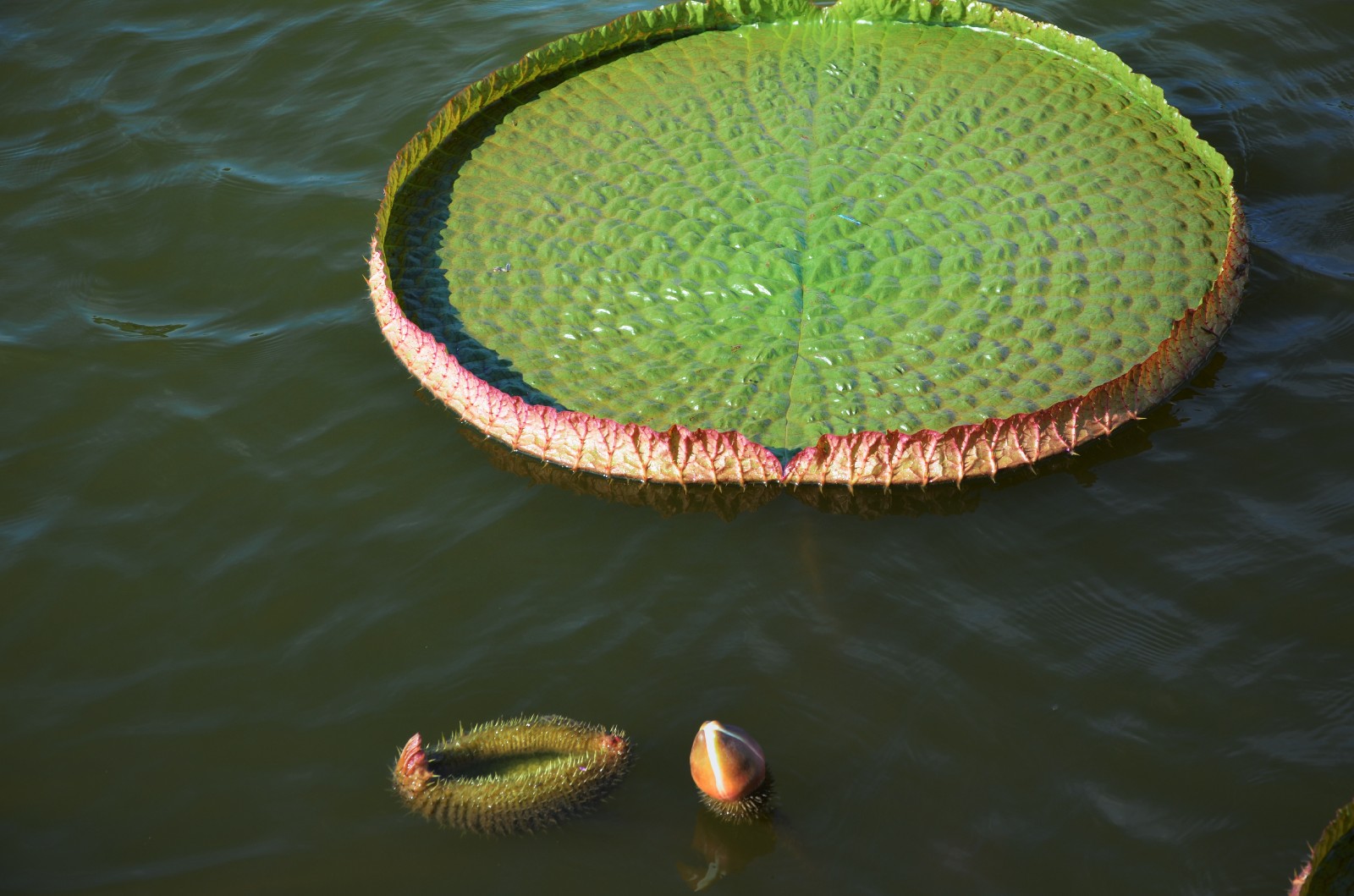 20张图带你领略王莲神奇的大叶子它们是那么霸气那么特别