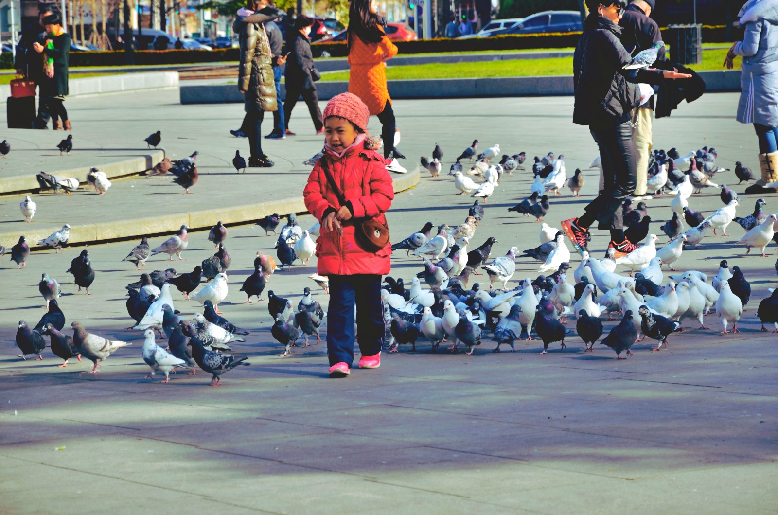 大连中华广场上的鸽子,与人相处的那么和谐,总能给人欢喜